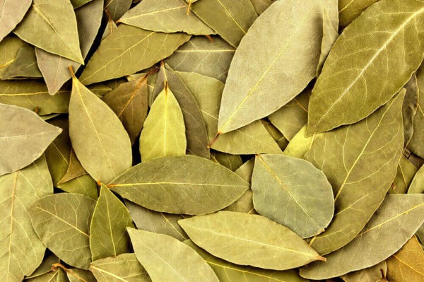 Bay leaves (hojas de laurel) ESPECIAS MONTERO